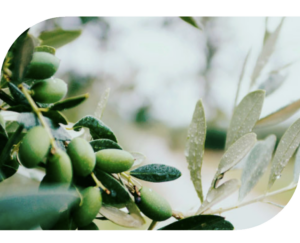 alimentaccion-home2